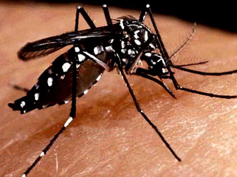 Dengue – The urban Menace