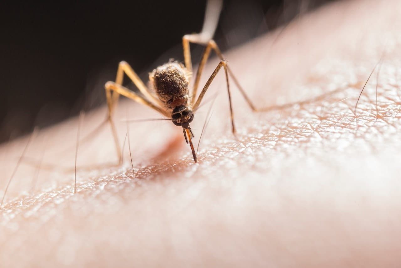 Dengue hemorrhagic fever