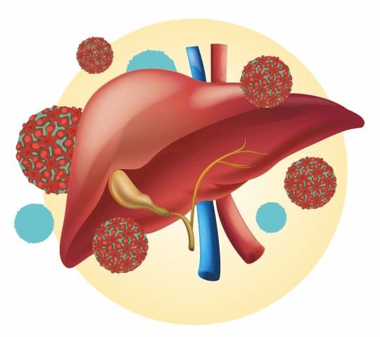 Liver anatomy hepatitis